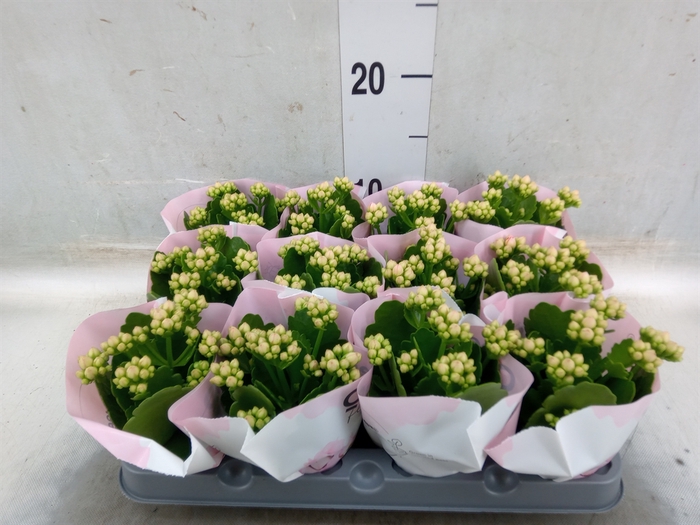 <h4>Kalanchoe  'MoreFlow Lillian'</h4>