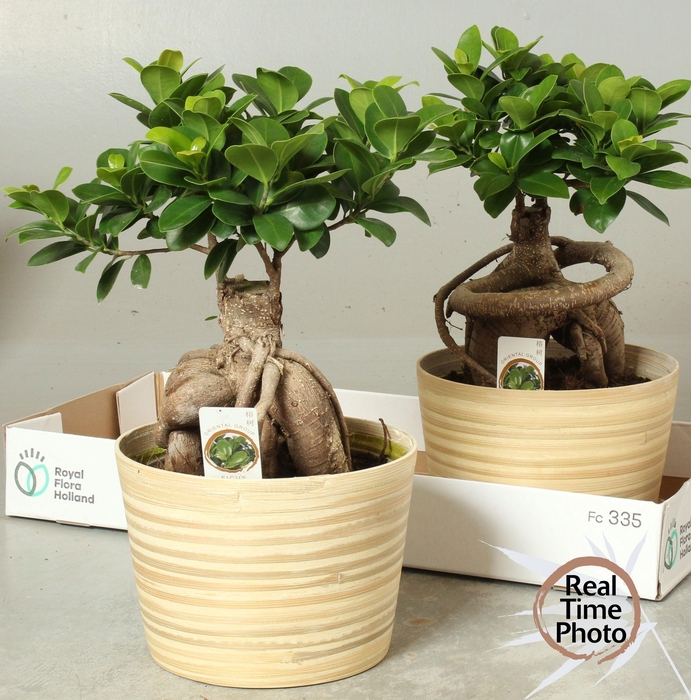 <h4>FIC MI GINSENG</h4>