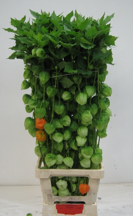 <h4>PHYSALIS LAMPION TAK</h4>
