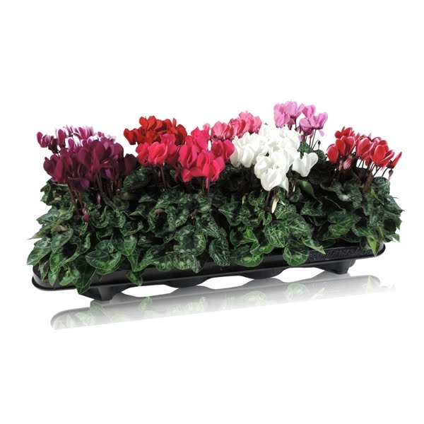 <h4>Cyclamen Super Serie Compact Gemengd</h4>