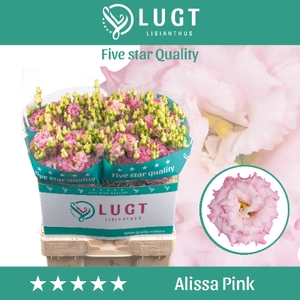 Lisianthus Alissa Pink