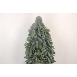 Kerstboom Nobilis 50