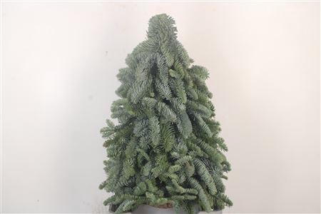 <h4>Kerstboom Nobilis 50</h4>