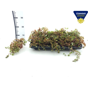 SEDUM OV