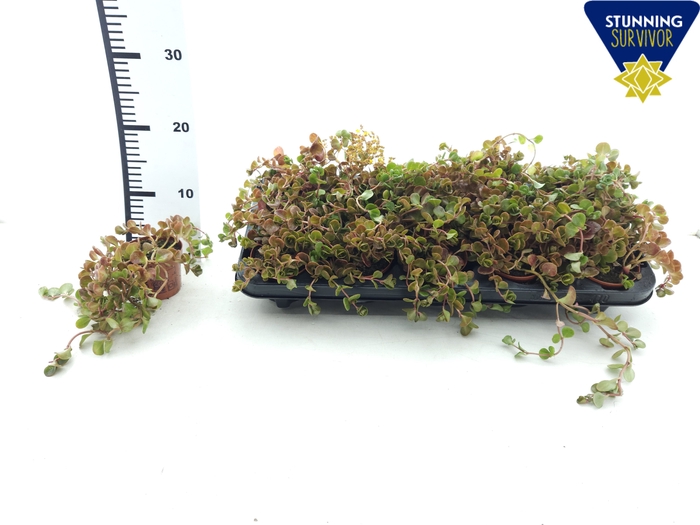 <h4>SEDUM OV</h4>