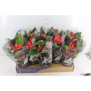 ANTHURIUM RED SUCCESS P12