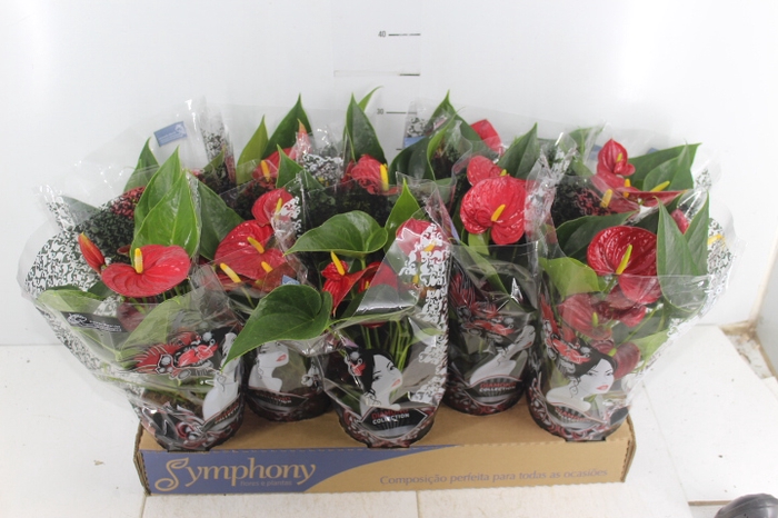 ANTHURIUM RED SUCCESS P12