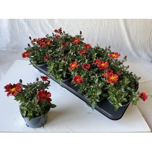 BID BEED PAINTED RED