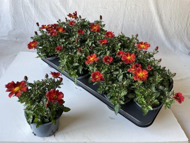 <h4>BID BEED PAINTED RED</h4>