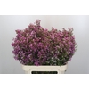 Chamelaucium Kerryn