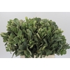 Pittosporum Ilan