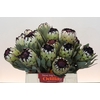 Protea Niobe