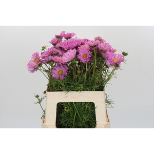 Cosmos Pink