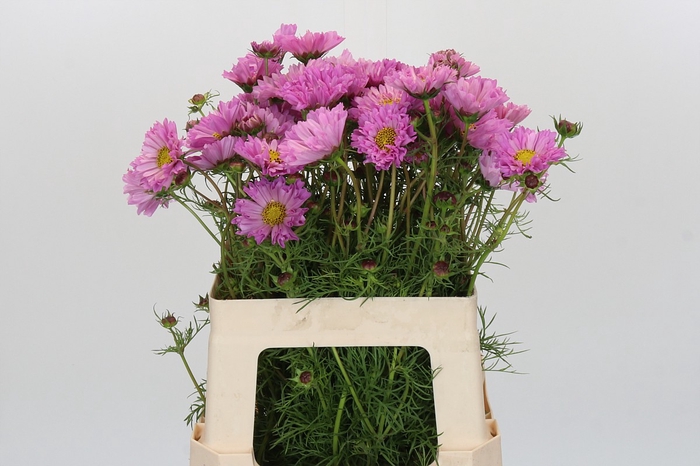 Cosmos Pink
