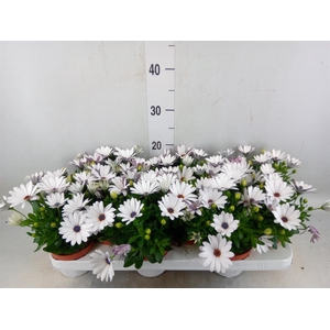 Osteospermum  'Passion White'