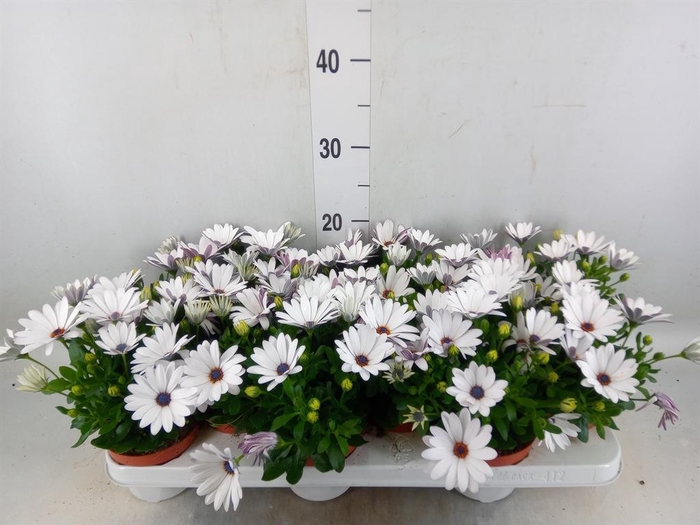 <h4>Osteospermum  'Passion White'</h4>