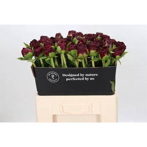 Paeonia ole faithful