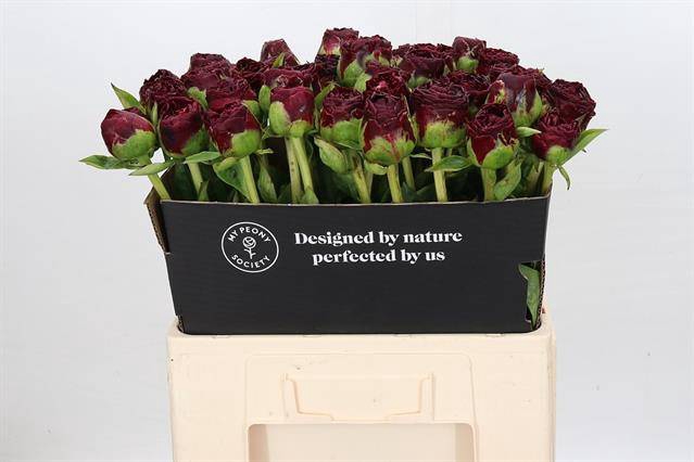 <h4>Paeonia ole faithful</h4>