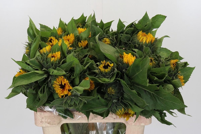 Helianthus Orange Fire