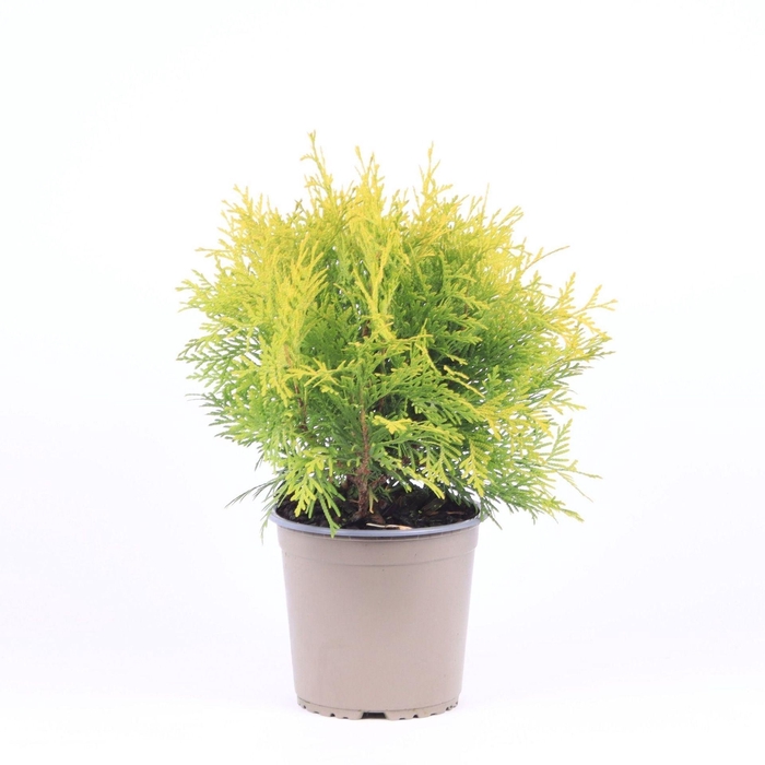 <h4>Thuja Golden Globe</h4>