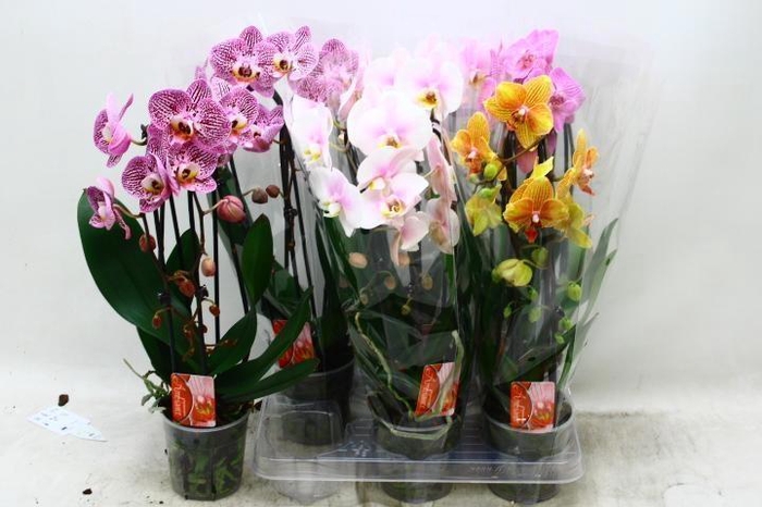 <h4>PHAL EL CASCADE</h4>