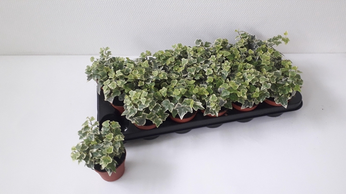 <h4>HED HE WHITE WONDER</h4>