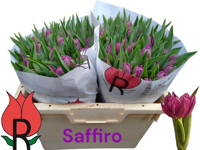 <h4>Tu Du Saffiro Mio</h4>