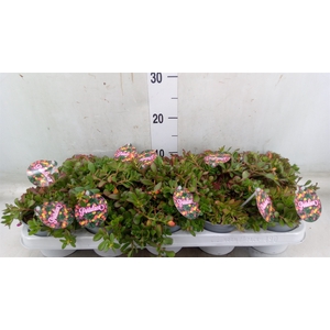 Portulaca   ...mix in pot