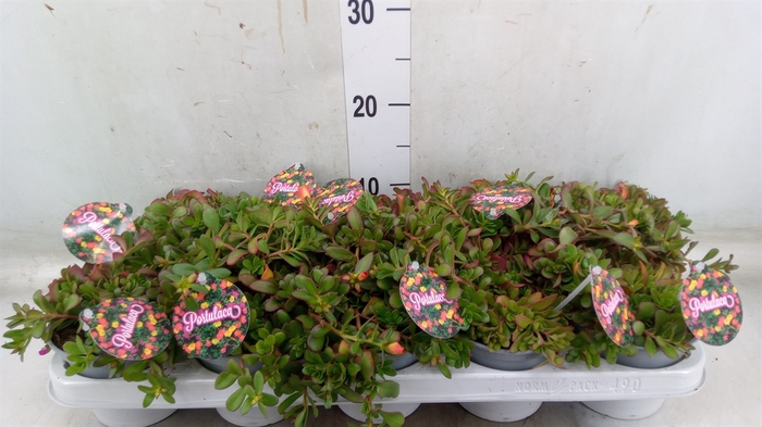 <h4>Portulaca   ...mix in pot</h4>