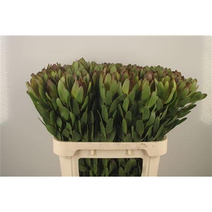 Leucad Saf Goldstrik