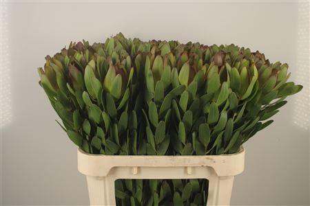 <h4>Leucad Saf Goldstrik</h4>