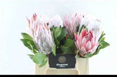 Protea Cynaroides