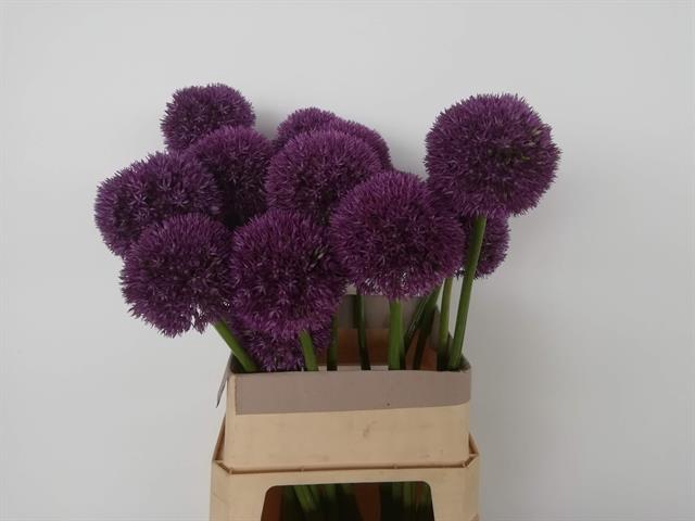 ALLIUM GROSSBLUMIG