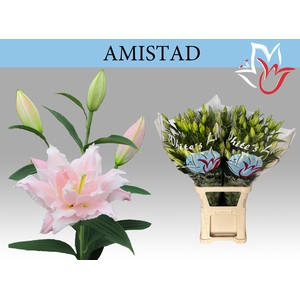 LI OR DU AMISTAD