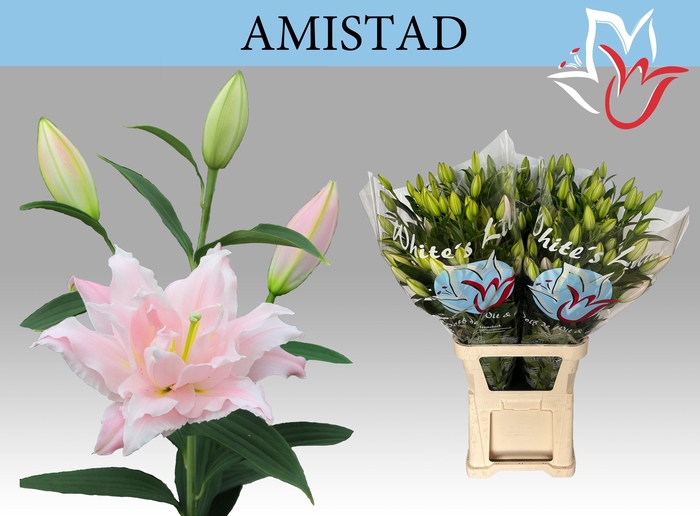 <h4>LI OR DU AMISTAD</h4>