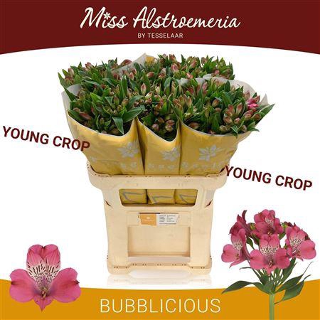 <h4>ALSTR BUBBLICIOUS</h4>