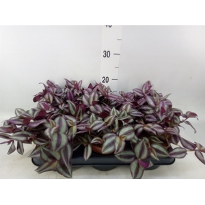 Tradescantia zebr. 'Violet Hill'
