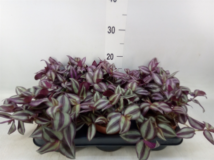 <h4>Tradescantia zebr. 'Violet Hill'</h4>