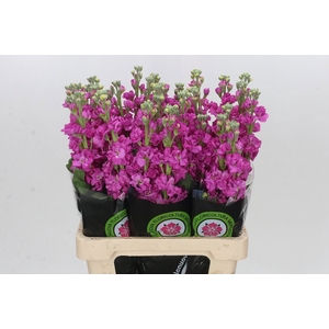 MATTH IRON DEEP PINK
