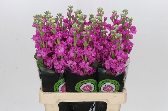 <h4>MATTH IRON DEEP PINK</h4>