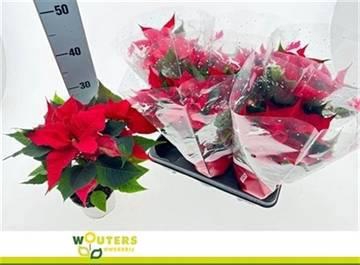 <h4>EUPHOR P CHR F RED</h4>