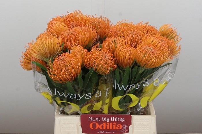 <h4>Nutans Ayoba Peach</h4>