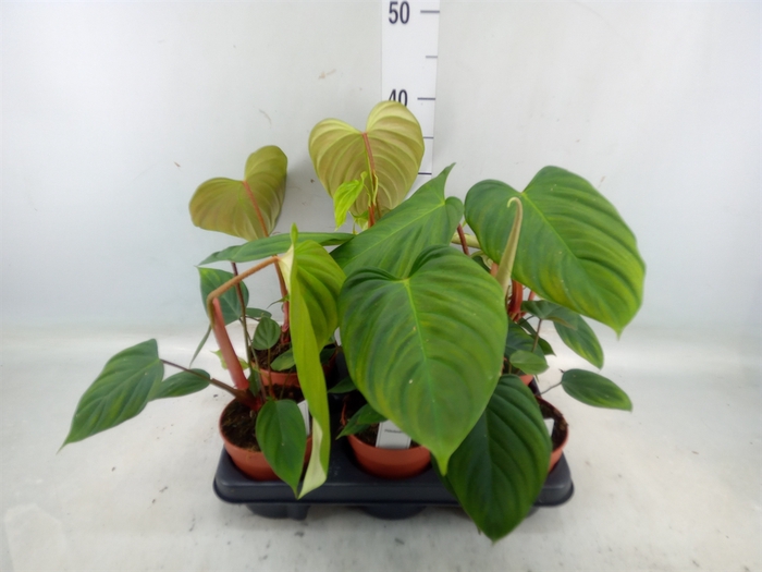 <h4>Philodendron   ...</h4>