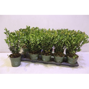 arr8 Ilex Crenata Jenny