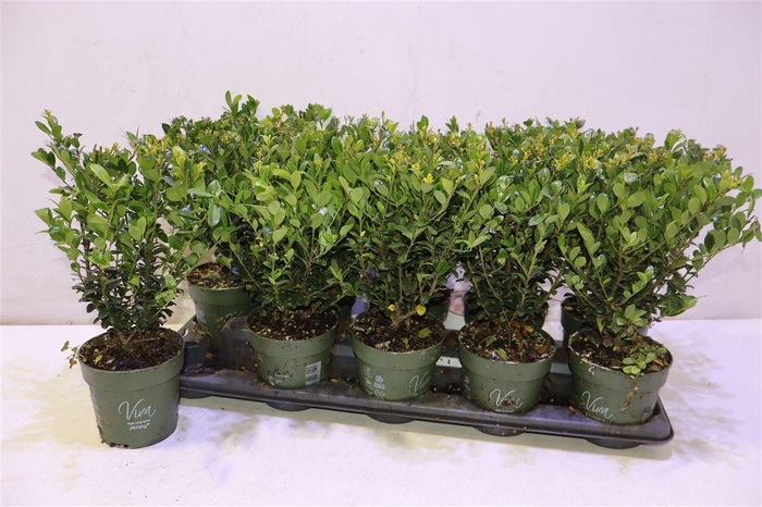 <h4>arr8 Ilex Crenata Jenny</h4>
