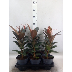 Ficus elastica 'Melany'