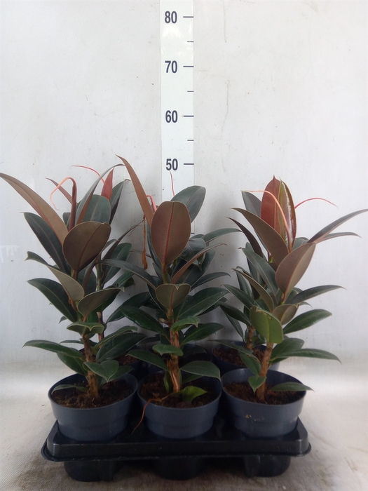 <h4>Ficus elastica 'Melany'</h4>