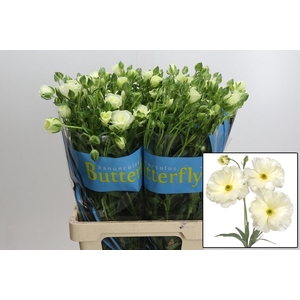 RAN BUTTERFLY GRACES