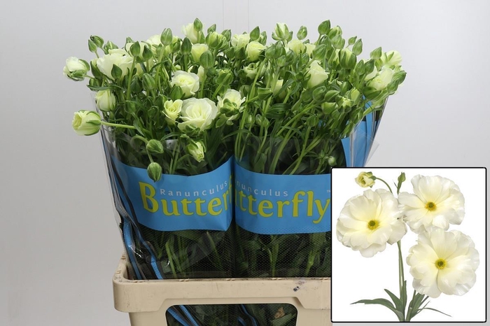 <h4>RAN BUTTERFLY GRACES</h4>