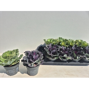 BRASSICA (SIERKOOL)